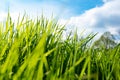 Fresh green grass on a sunny spring day Royalty Free Stock Photo