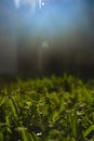 Fresh green grass, at sunrise, meadow in spring. evocative backlight Royalty Free Stock Photo