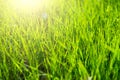 Fresh green grass in sunset with glow Royalty Free Stock Photo