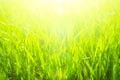 Fresh green grass in sunset with glow Royalty Free Stock Photo