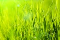 Fresh green grass in sunset with glow Royalty Free Stock Photo