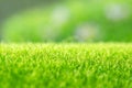 Fresh green grass in sunset with glow Royalty Free Stock Photo