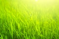 Fresh green grass in sunset with glow Royalty Free Stock Photo