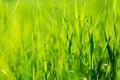Fresh green grass in sunset with glow Royalty Free Stock Photo