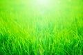 Fresh green grass in sunset with glow Royalty Free Stock Photo