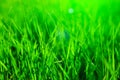 Fresh green grass in sunset with glow Royalty Free Stock Photo