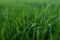 Fresh green grass texture for background. Green lawn pattern and texture background. Close-up. Royalty Free Stock Photo