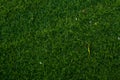 Fresh green grass texture for background top view. Royalty Free Stock Photo