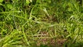 Fresh green grass under strong sunlight. The sunlight shines on the fresh green grass. Image of grass under sunlight in a square