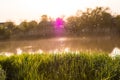 Fresh green grass in the warm light against the background of the river and sunset, midges fly Royalty Free Stock Photo