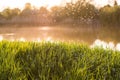 Fresh green grass in the warm light against the background of the river and sunset, midges fly