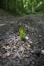 Fresh green grass in warm spotlight in a shaded forest clearing in Germany. Organic background with blades and haulms on a sunny Royalty Free Stock Photo