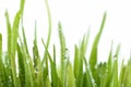 Fresh green grass with water drop Royalty Free Stock Photo