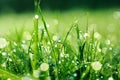 Fresh green grass with water drops on it Royalty Free Stock Photo