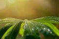 Fresh green grass with water drops on blurred sunny background Royalty Free Stock Photo