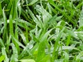 Fresh green grass with water drops close-up. Ross in the spring Royalty Free Stock Photo