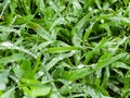 Fresh green grass with water drops close-up. Ross in the spring Royalty Free Stock Photo