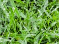 Fresh green grass with water drops close-up. Ross in the spring Royalty Free Stock Photo