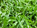 Fresh green grass with water drops close-up. Ross in the spring Royalty Free Stock Photo
