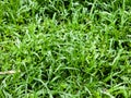 Fresh green grass with water drops close-up. Ross in the spring Royalty Free Stock Photo