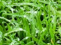 Fresh green grass with water drops close-up. Ross in the spring Royalty Free Stock Photo