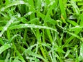 Fresh green grass with water drops close-up. Ross in the spring Royalty Free Stock Photo