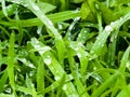 Fresh green grass with water drops close-up. Ross in the spring Royalty Free Stock Photo