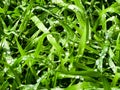 Fresh green grass with water drops close-up. Ross in the spring Royalty Free Stock Photo