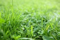 Fresh green grass with water drops growing outdoors in summer, closeup Royalty Free Stock Photo