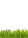 Fresh Green Grass with water drops isolated on white background - Poster Ratio Royalty Free Stock Photo