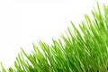 Fresh Green Grass with water drops Isolated on White Background Royalty Free Stock Photo