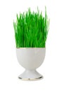 Fresh green grass in white pot isolated on white Royalty Free Stock Photo