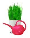 Fresh green grass in white pot and red water can isolated Royalty Free Stock Photo