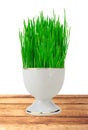 Fresh green grass in white pot on wooden table isolated on white Royalty Free Stock Photo