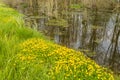 Fresh green grass and yellow blooming buttercups on the edge of Royalty Free Stock Photo