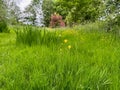 Fresh green grass, yellow flowers and trees outdoors on spring day