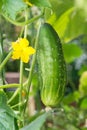 Fresh green growing cucumber with yellow flower in the garden on natural background close up macro Royalty Free Stock Photo
