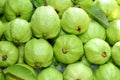 Fresh and green Guava fruit