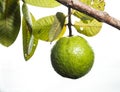 Fresh green Guava.