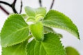 Fresh green and hairy leaves of Cuban oregano