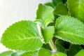Fresh green and  hairy leaves of Cuban oregano Royalty Free Stock Photo