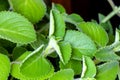 Fresh green and hairy leaves of Cuban oregano