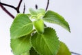 Fresh green and hairy leaves of Cuban oregano
