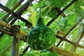 Fresh Green Hanging Bottle Gourd