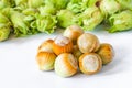 Fresh green hazelnuts cobnuts Royalty Free Stock Photo