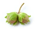 Fresh green hazelnuts Royalty Free Stock Photo