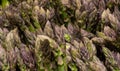 Fresh green and healthy asparagus in bunches Royalty Free Stock Photo