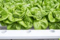 Fresh green healthy lettuce in hydroponic garden, new agriculture technology