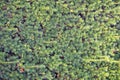 fresh green hedgerow texture Royalty Free Stock Photo