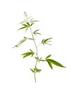 Fresh green hemp plant